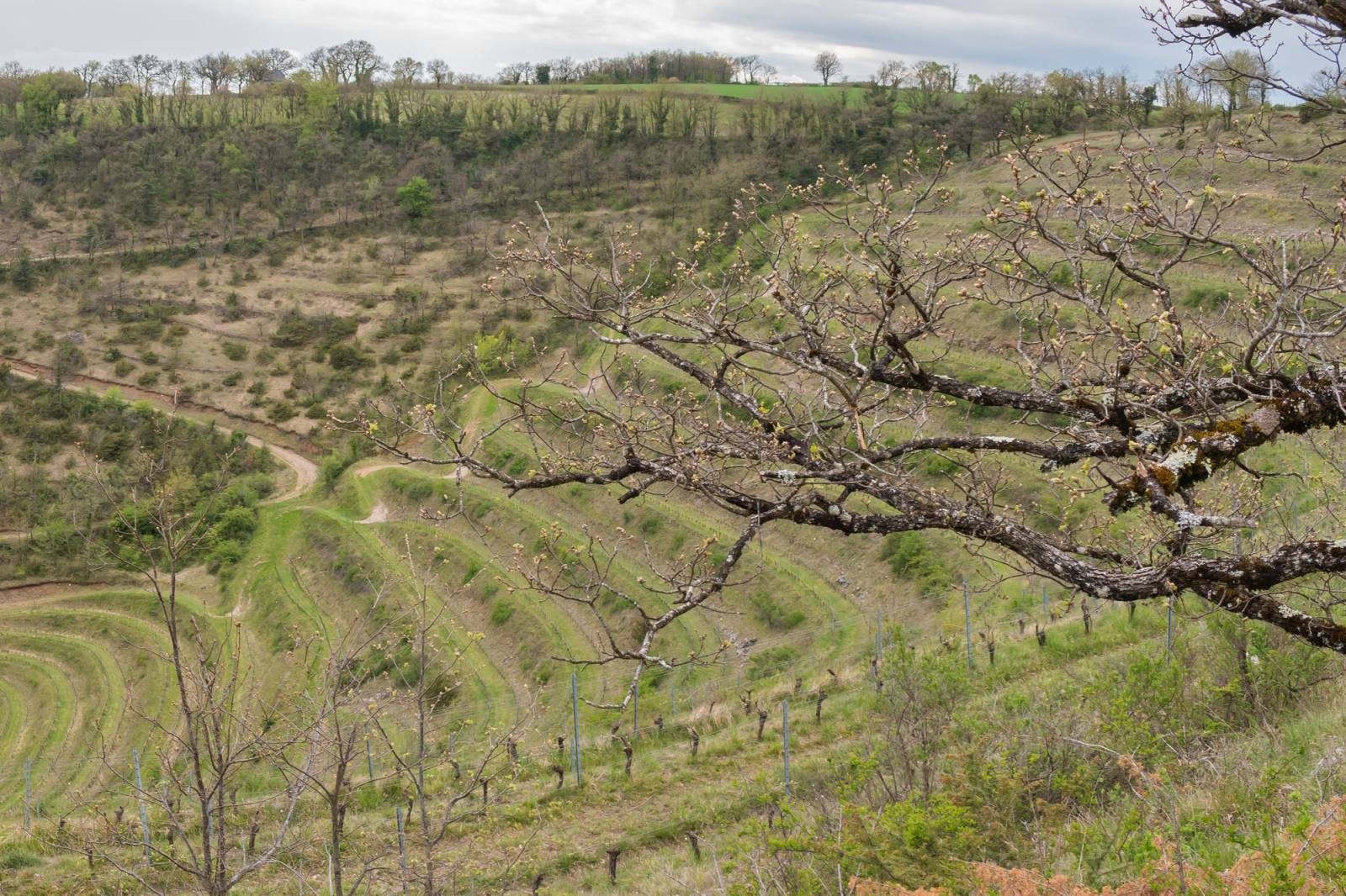 Vignes en terrasses sur les coteaux du Rougier, dans le Vallon de Marcillac en Aveyron